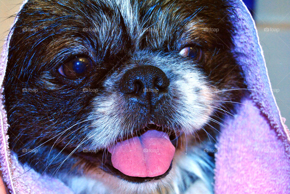 Portrait of pekingese dog looking away