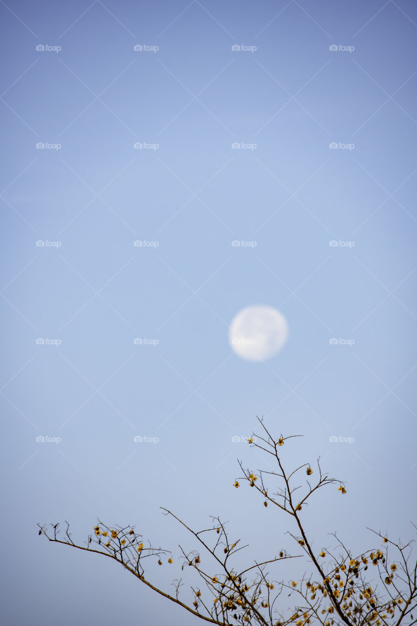 Deciduous trees and seeds on the tree Background Moon in daylight On the bright sky.