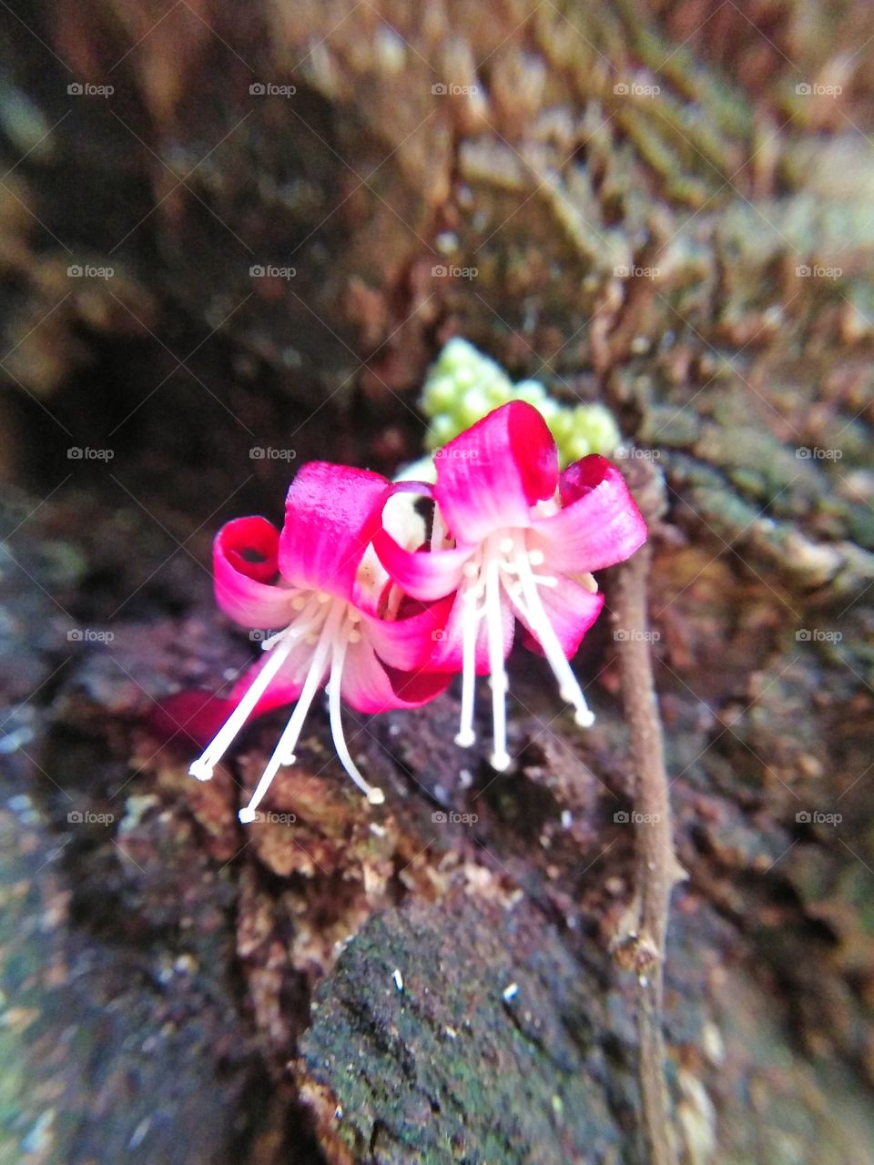 Pink Flower Macro