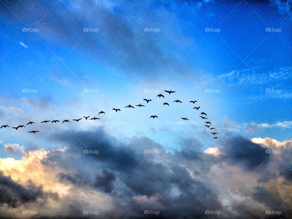 Homeward bound. Geese flying home for the night