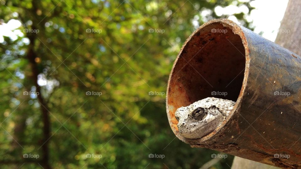 Grey tree frog sleeping