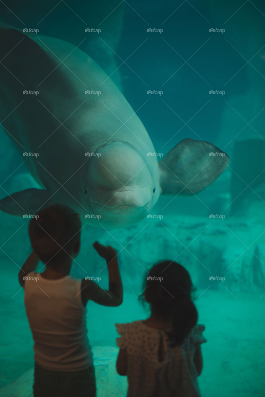 children are in the water zoo.  oceanarium.  big beluga behind glass, swims up to the children