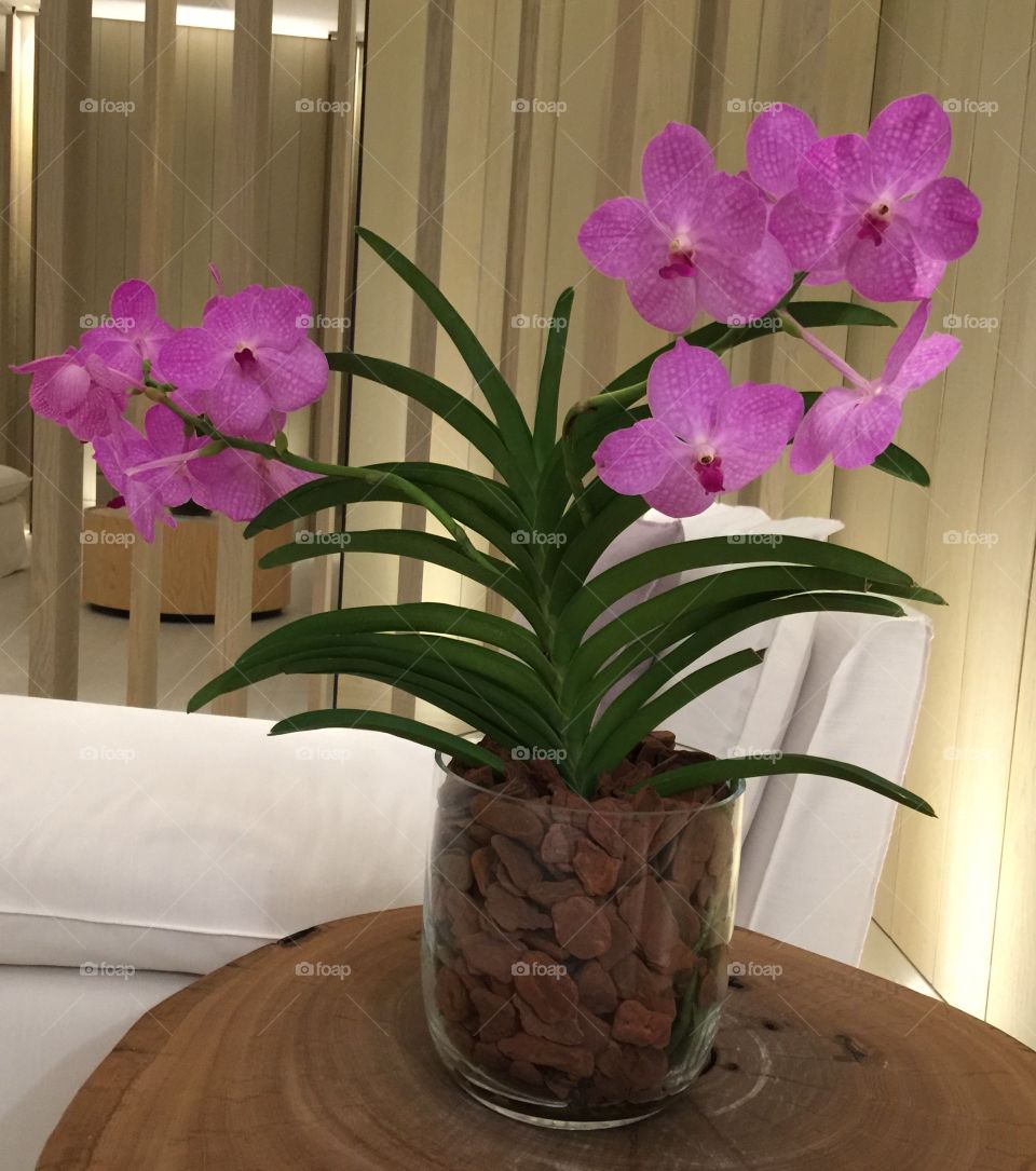Vanda Orchids at Spa