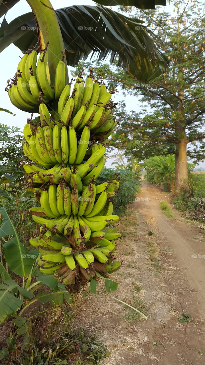 king banana
