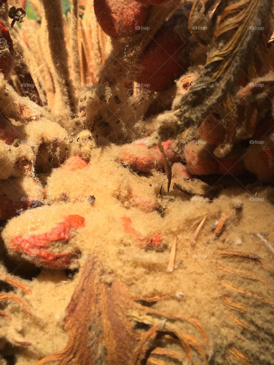 No Person, Fish, Underwater, Invertebrate, Nature