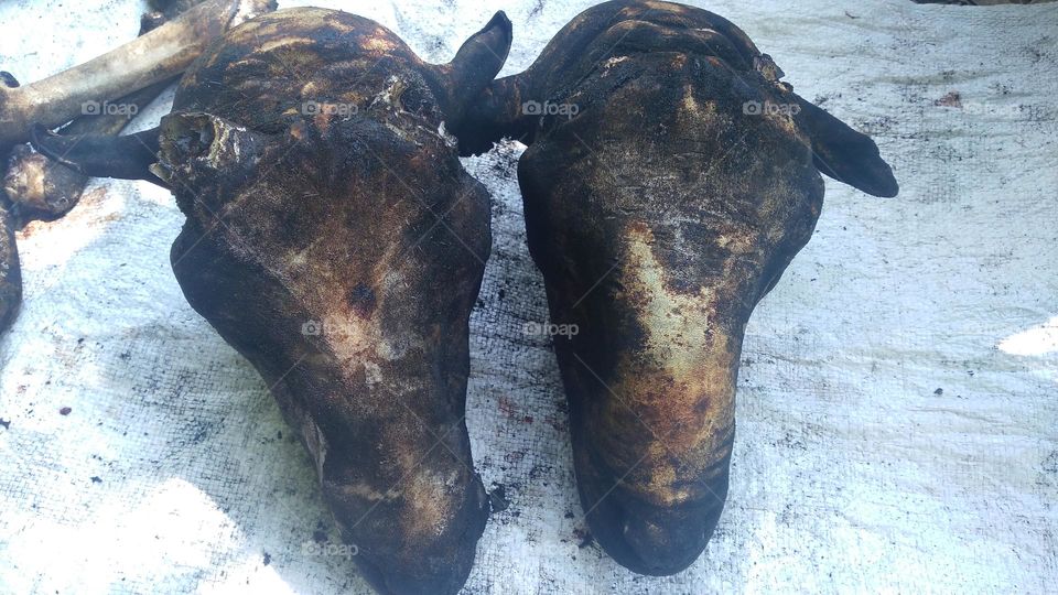 Goat's head that has been grilled to be ready to be processed for cooking