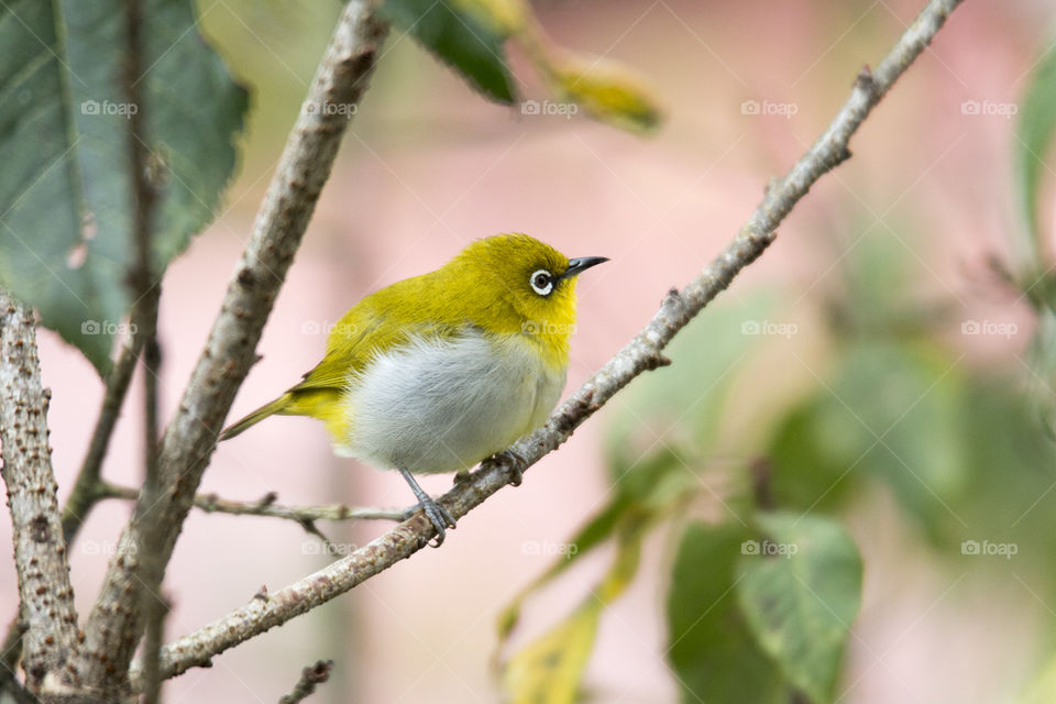 Oriental White Eye