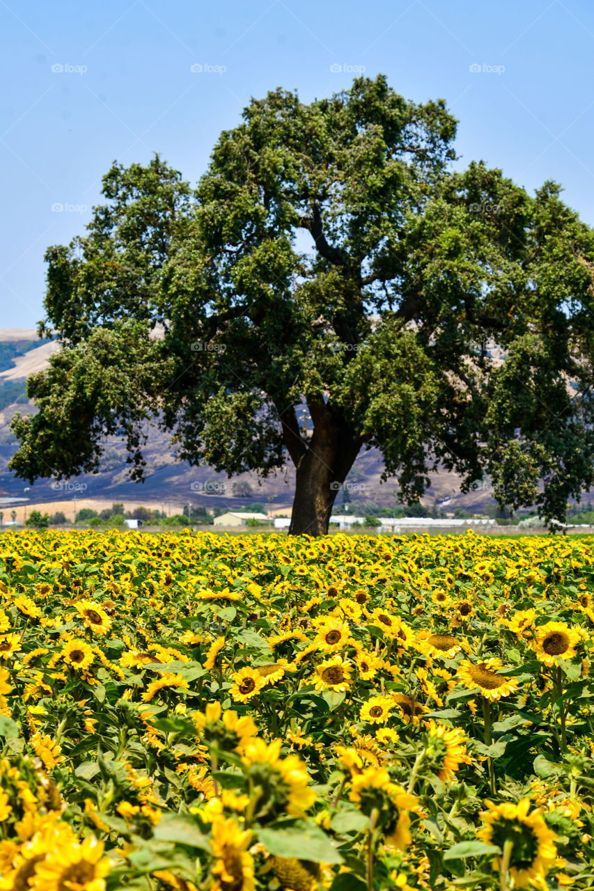 Sunflower