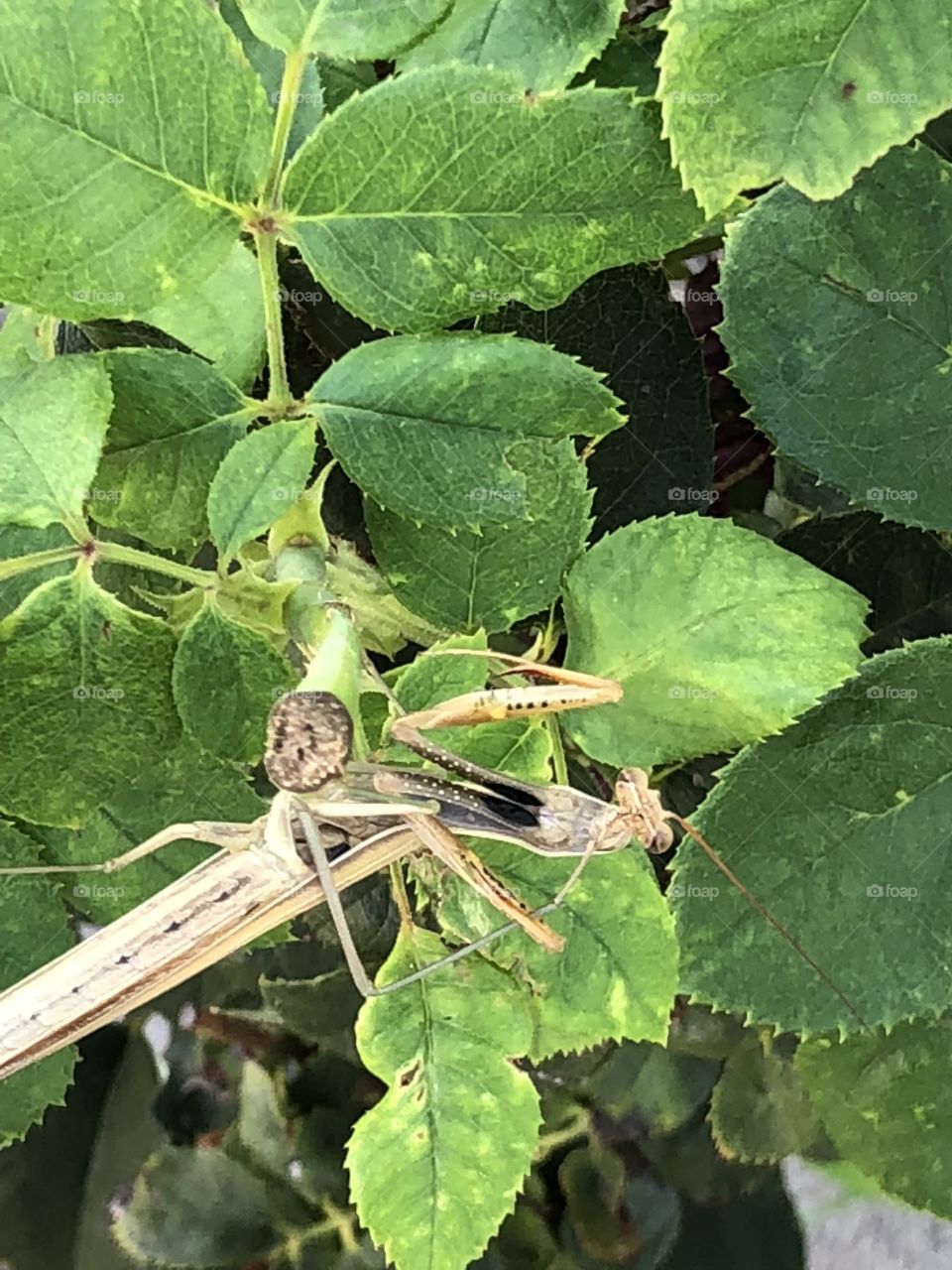 Preying mantis