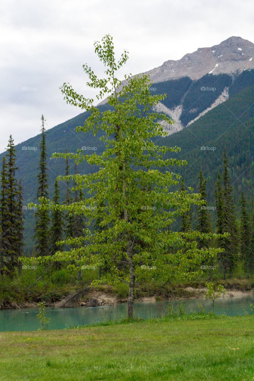 Canada's Rocky Mountains near Banff Alberta 