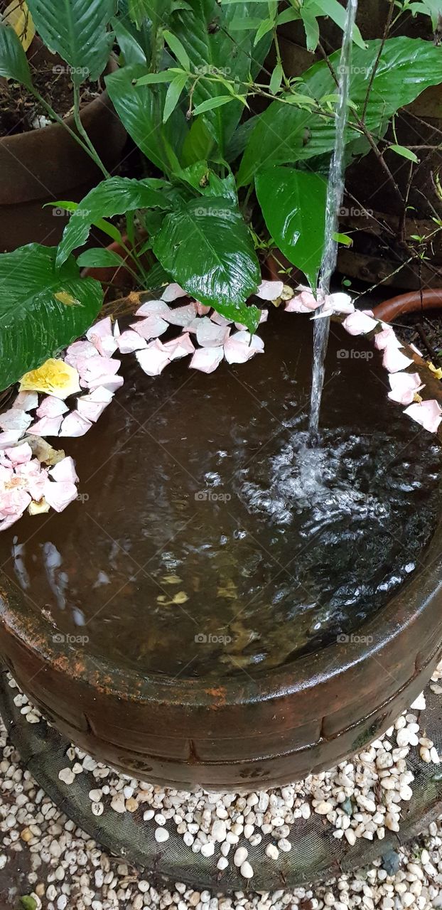 garden flowers water