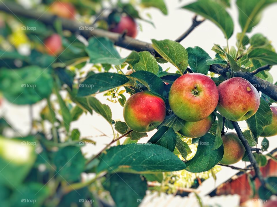 Ripe apples on the tree.Organic apples hanging from a tree branch in an apple orchard