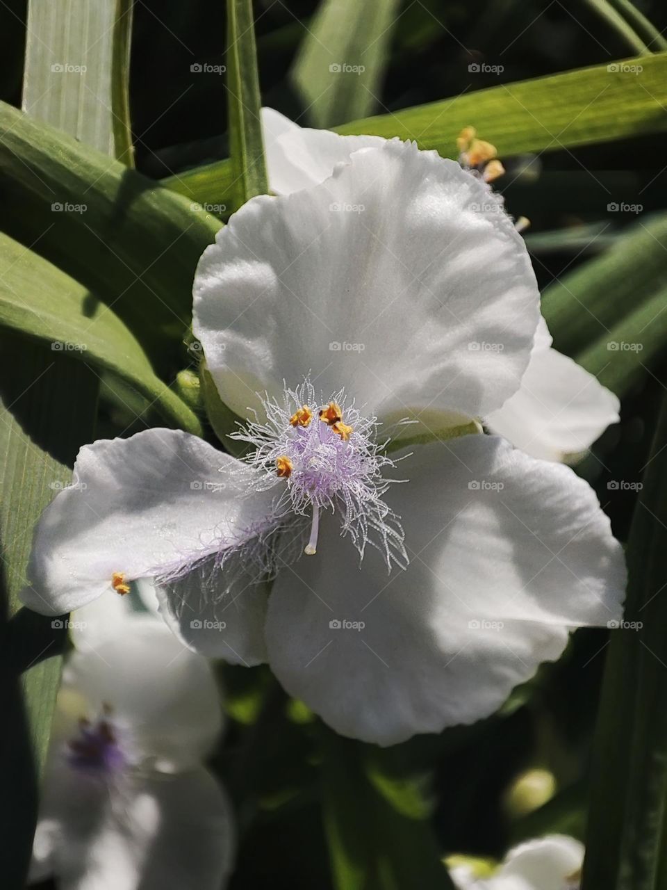 Macro photo of green grass growing in the garden