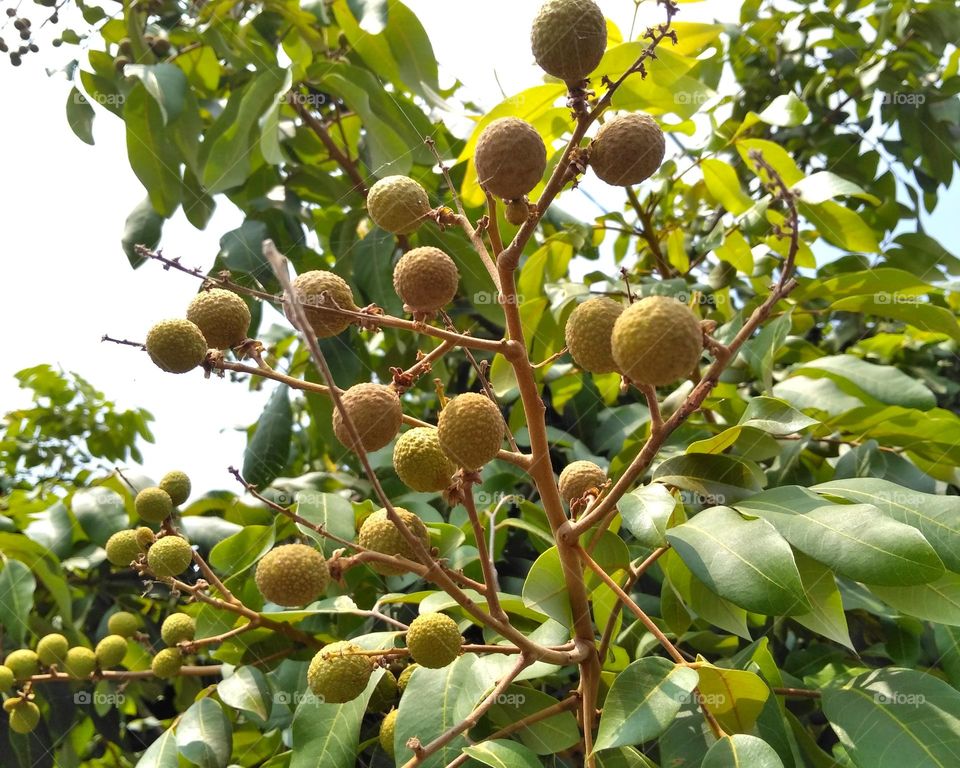 Fresh langon fruit on tree