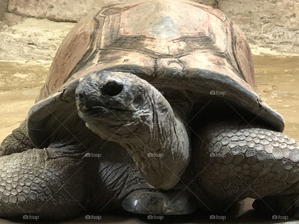 Tortoise