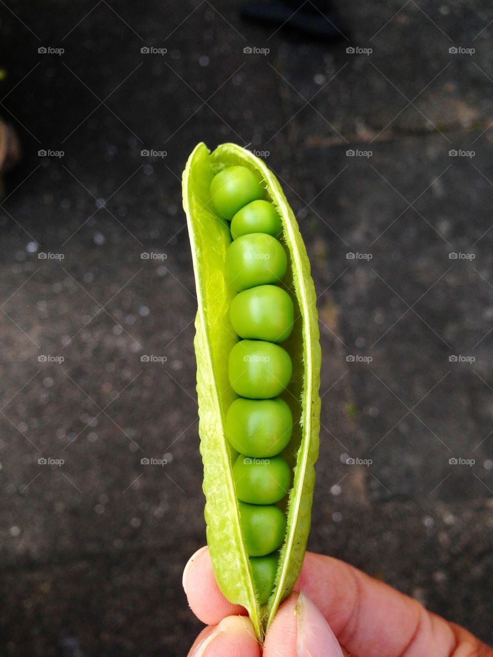 Pea