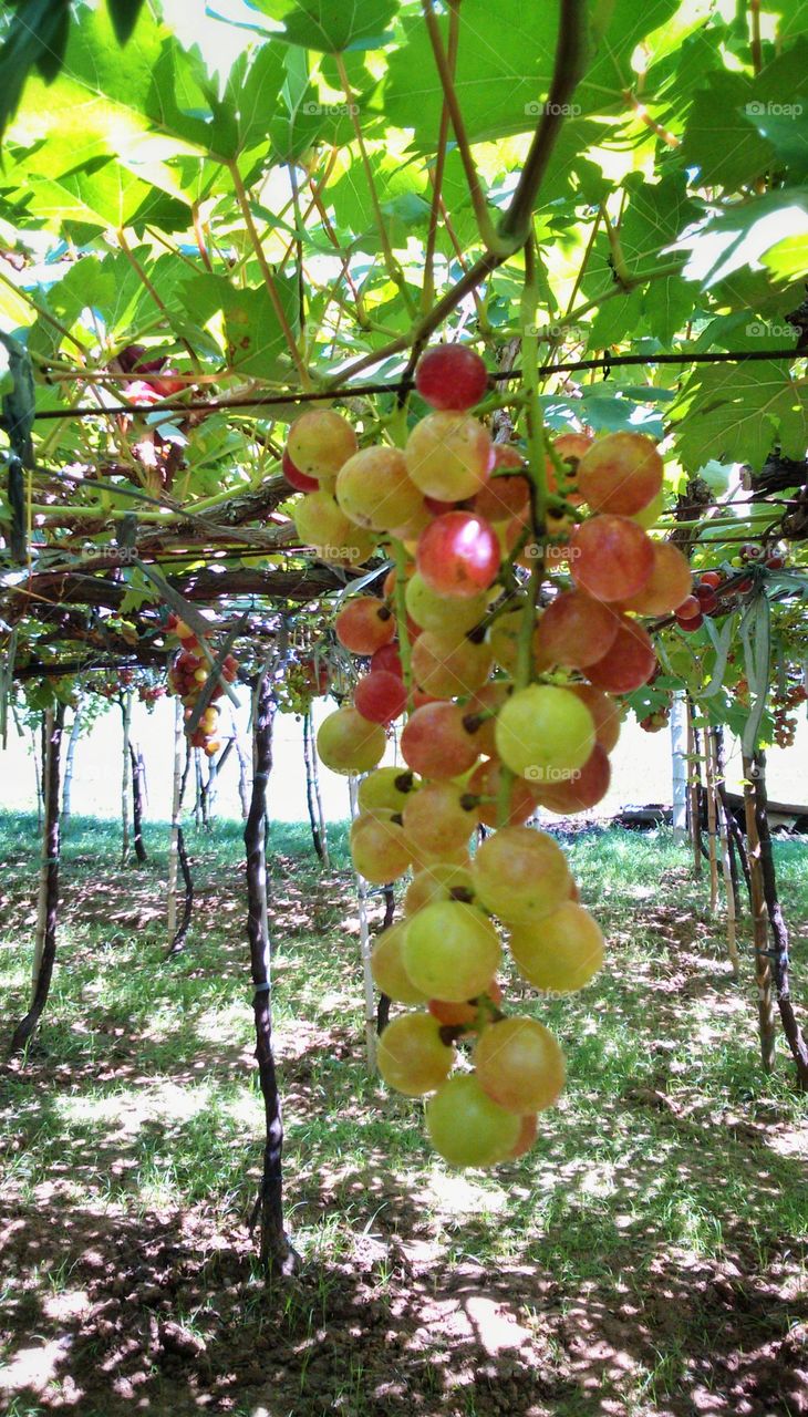 grapes farm in Buang La union