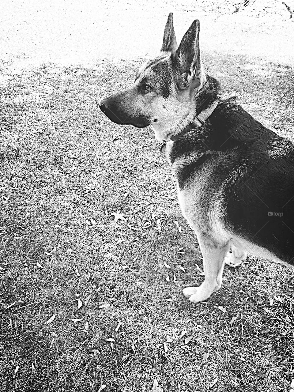 German Shepherd in the grass