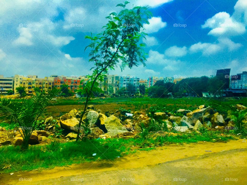 Greenery at the lake 