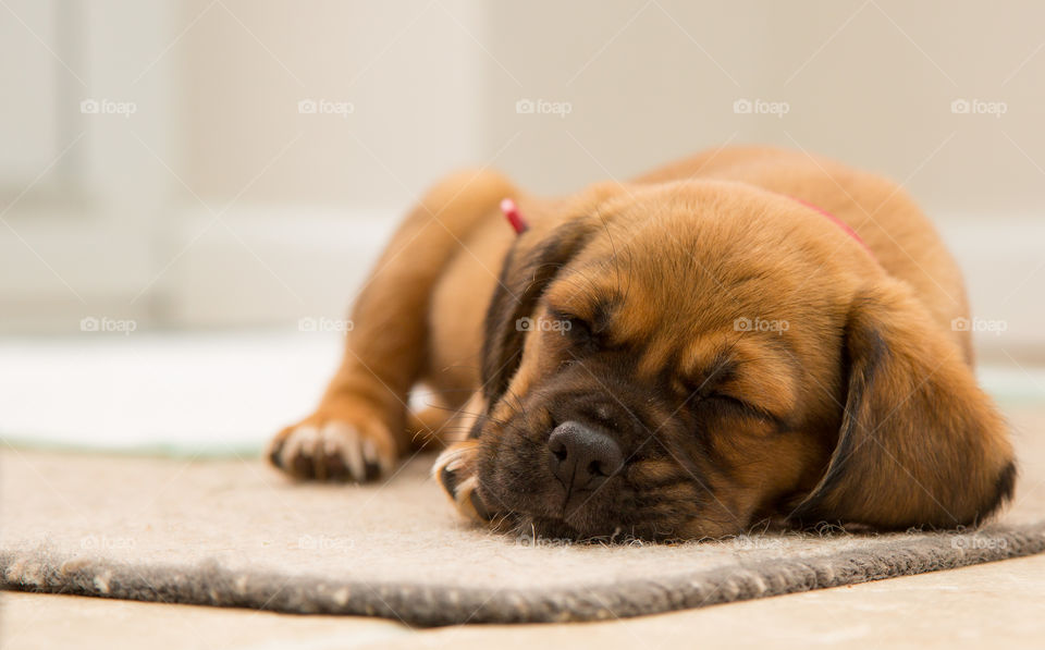 Sleeping Puppy