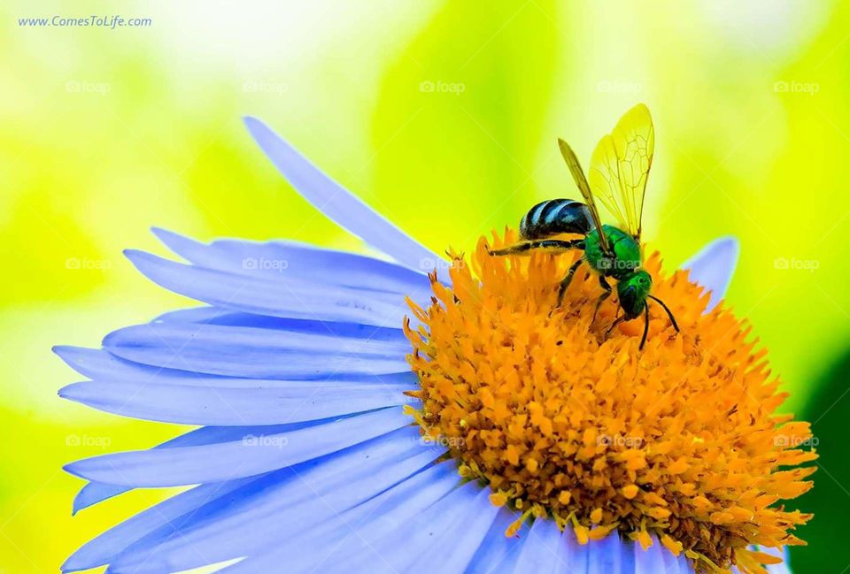 green bee macro