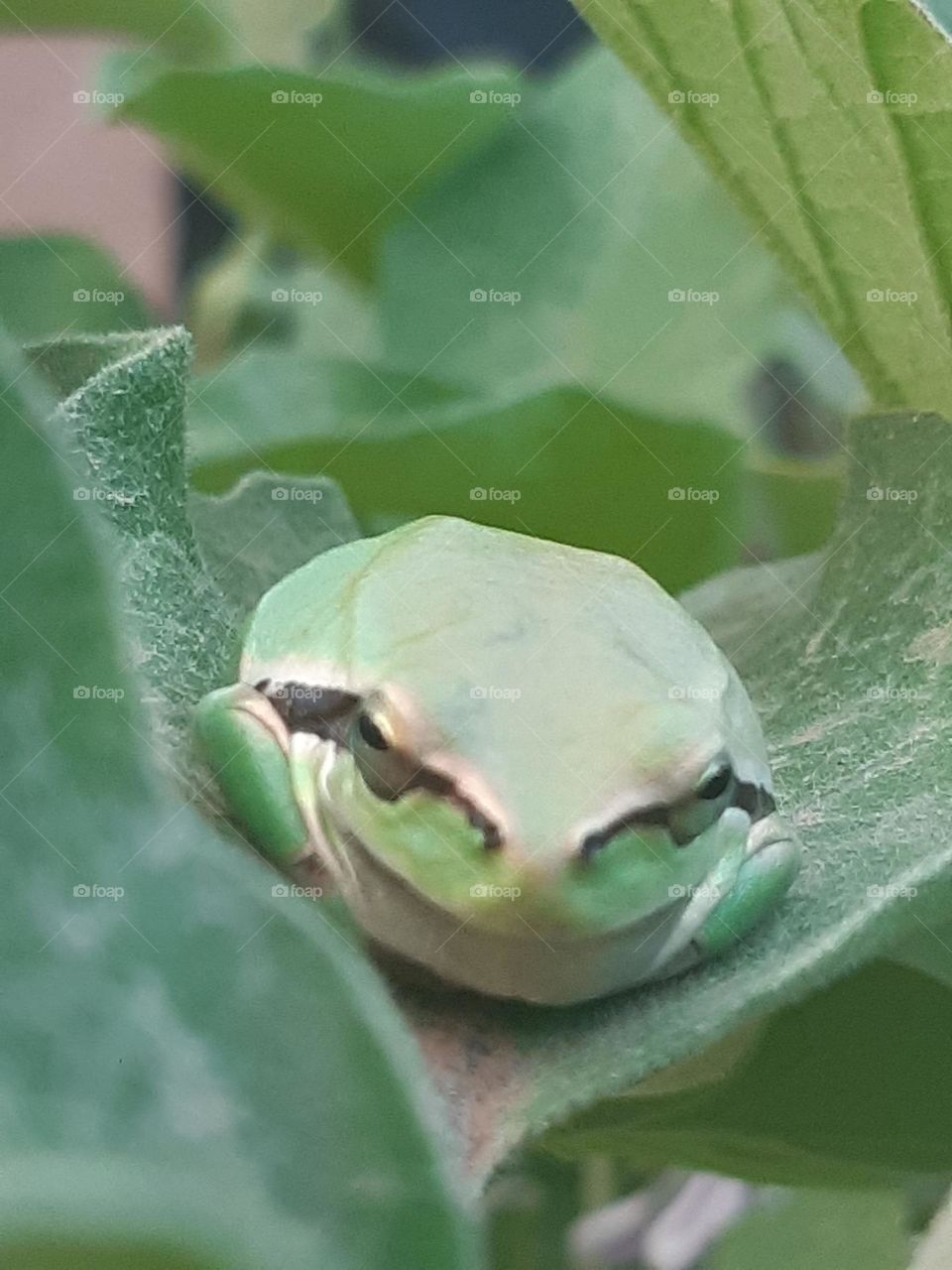 green frog