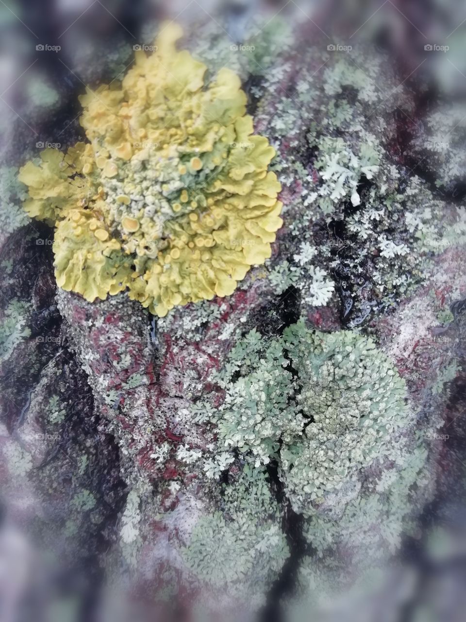 Forest  in a tree trunk.