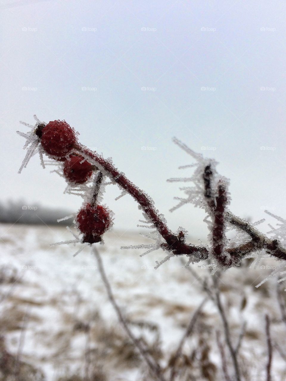 Hoar frost on rose hips 