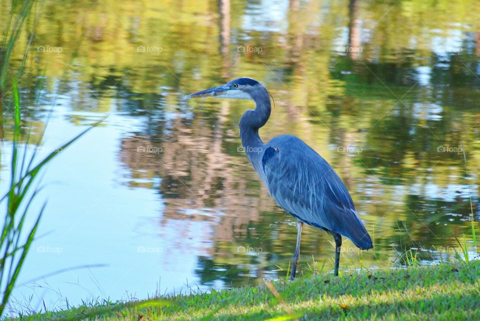 Great Blue Heron