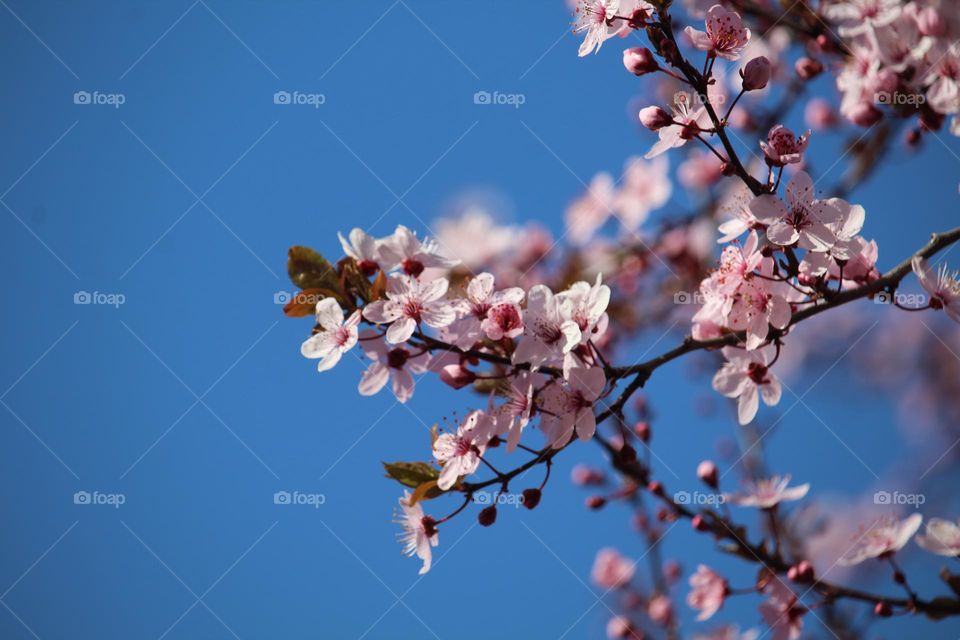 Spring blooming tree