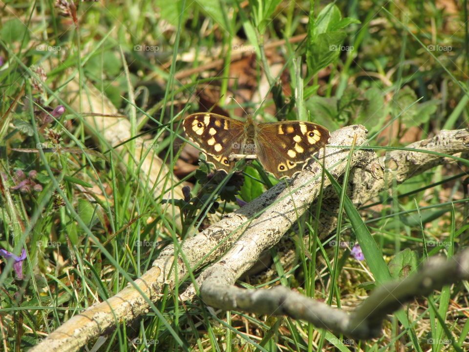 Butterfly. I'm very proud.