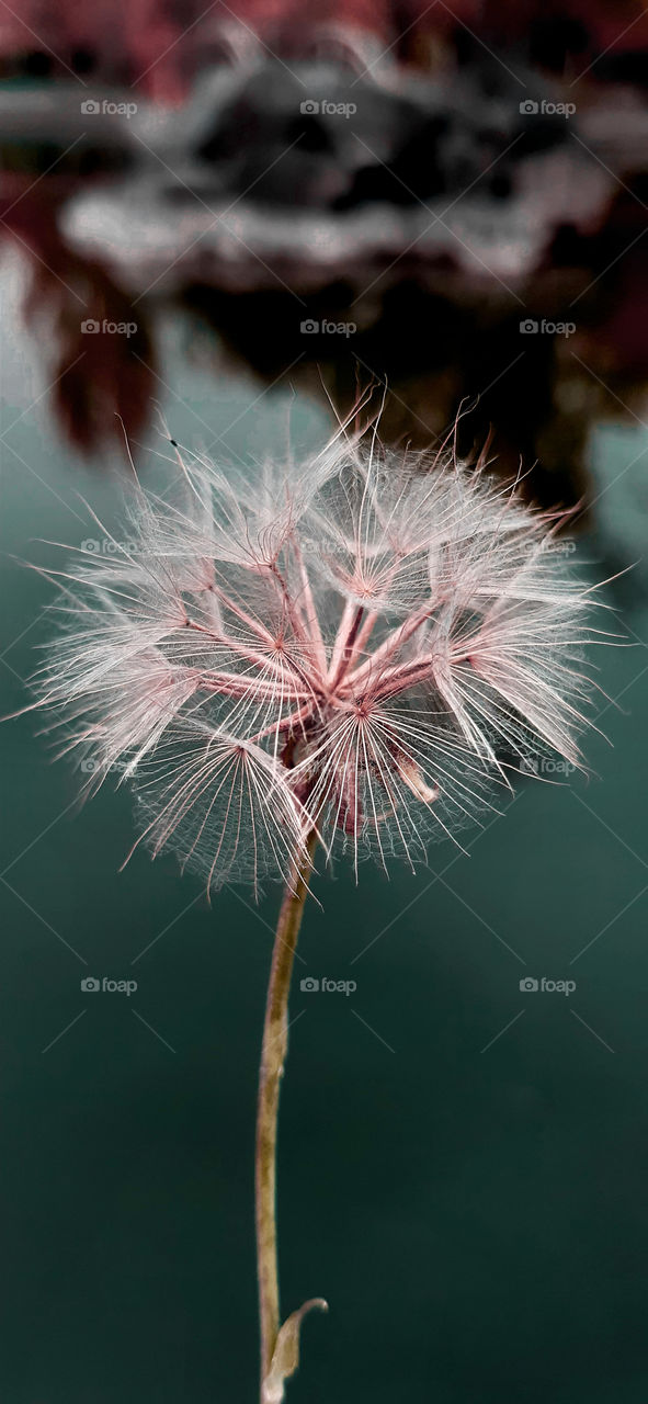 dandelion