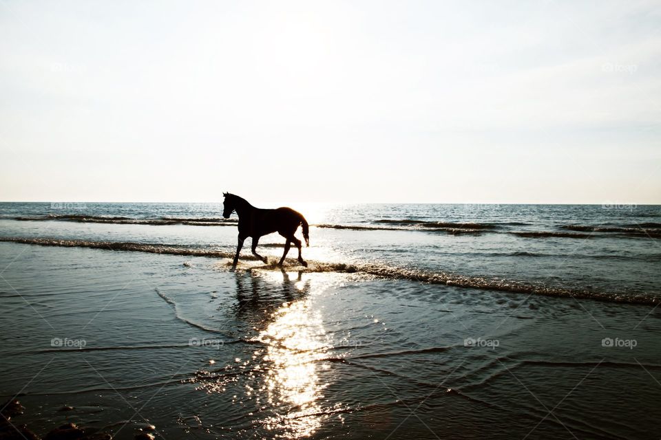 Horse on the beach, Pferd am Strand