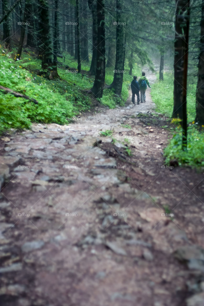 Hiking in the forest