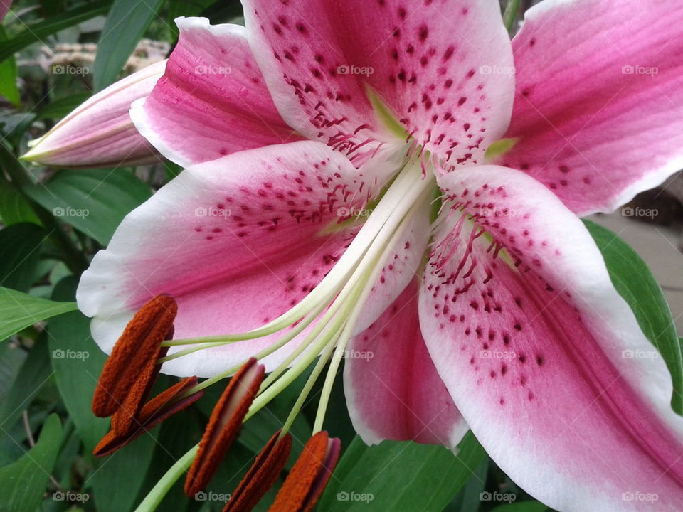pink Lily