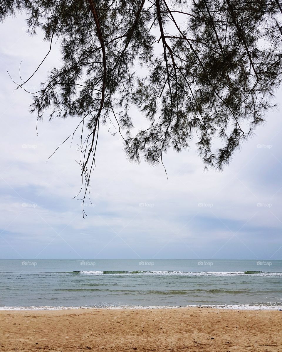 Scenic view of beach and tree