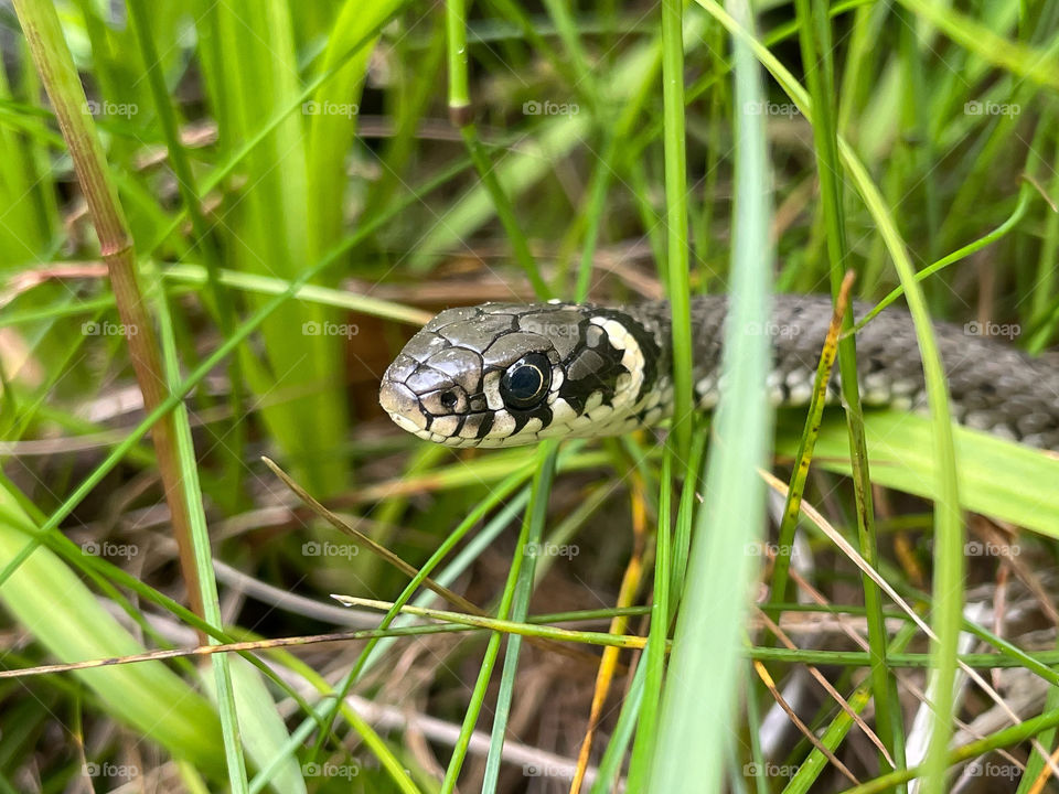 grass snake on the lookout