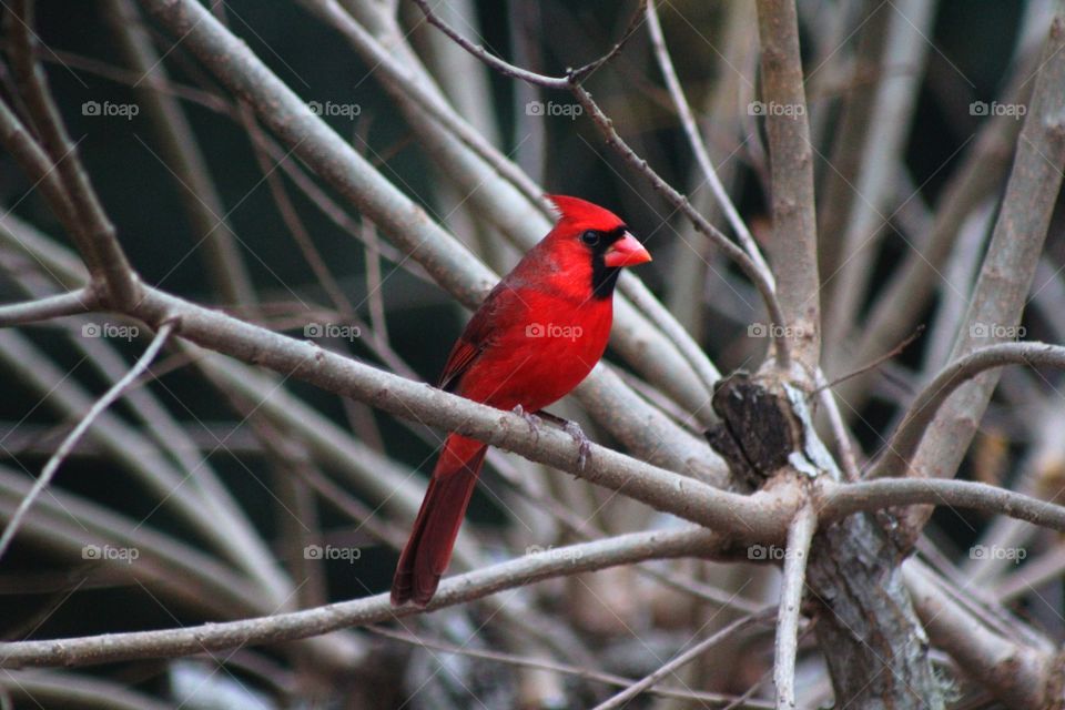 Male cardinal in the branches 