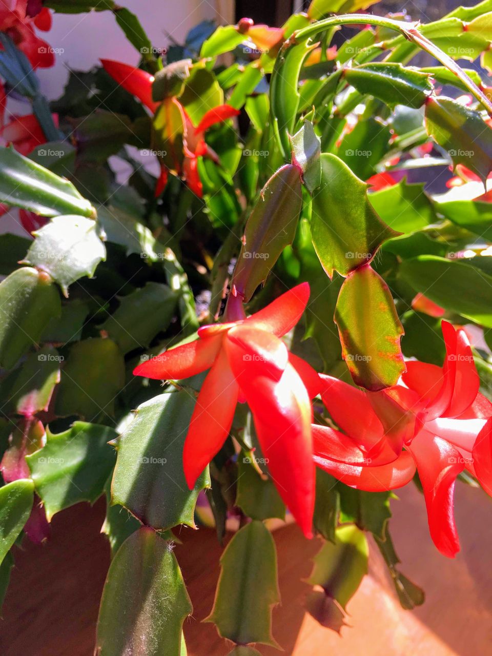 Planta suculenta exótica de flores rojas