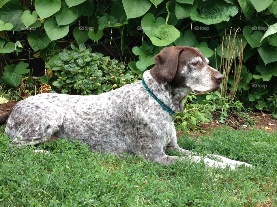 German shorthair pointer portrait in grass