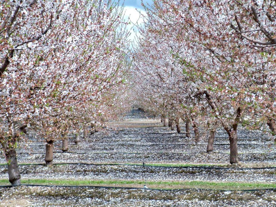 Blossom treelined in field