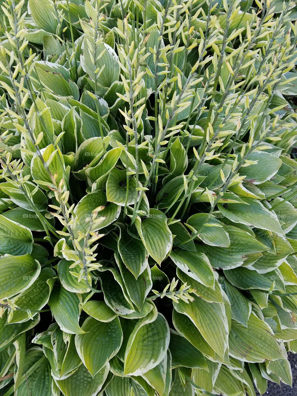 Host of Hostas