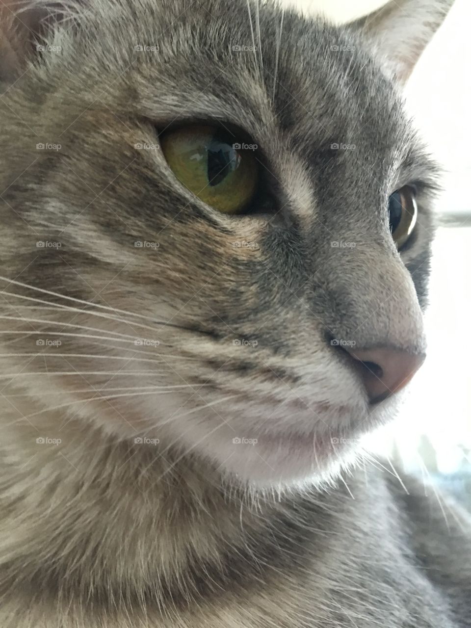 Cutest Pets in the World! My Lily! 