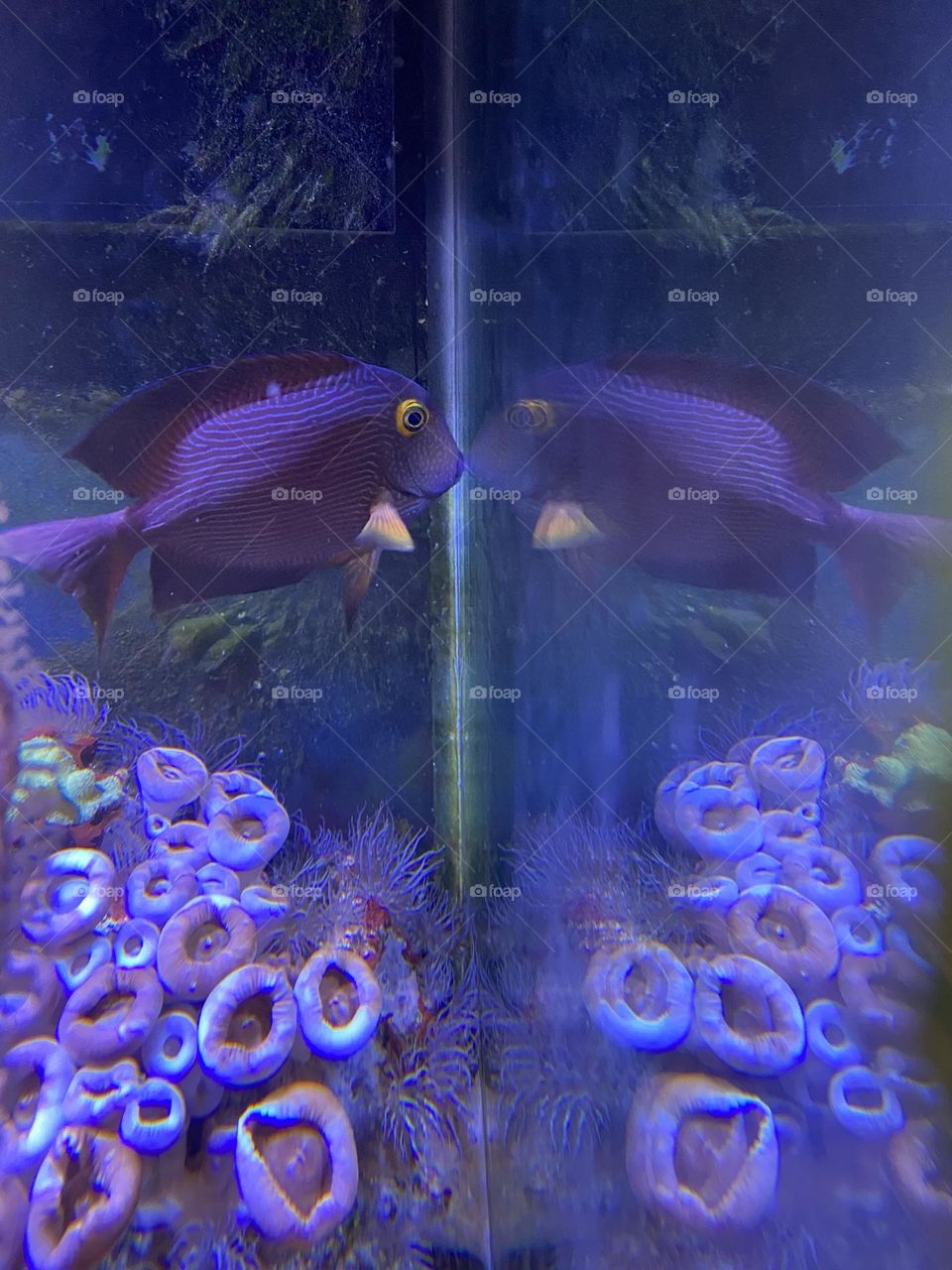 A purple fish greets its own image while swimming to the edge of the tank at a local aquarium. He really seemed to want to meet this “other” fish! 