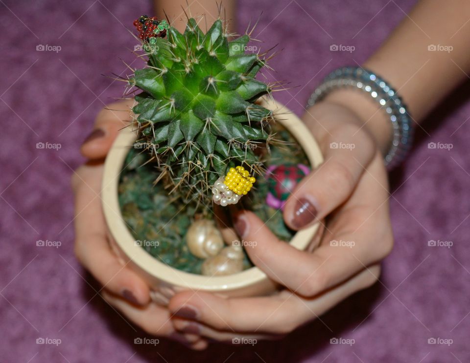 Flower, Flora, Nature, Pot, Little