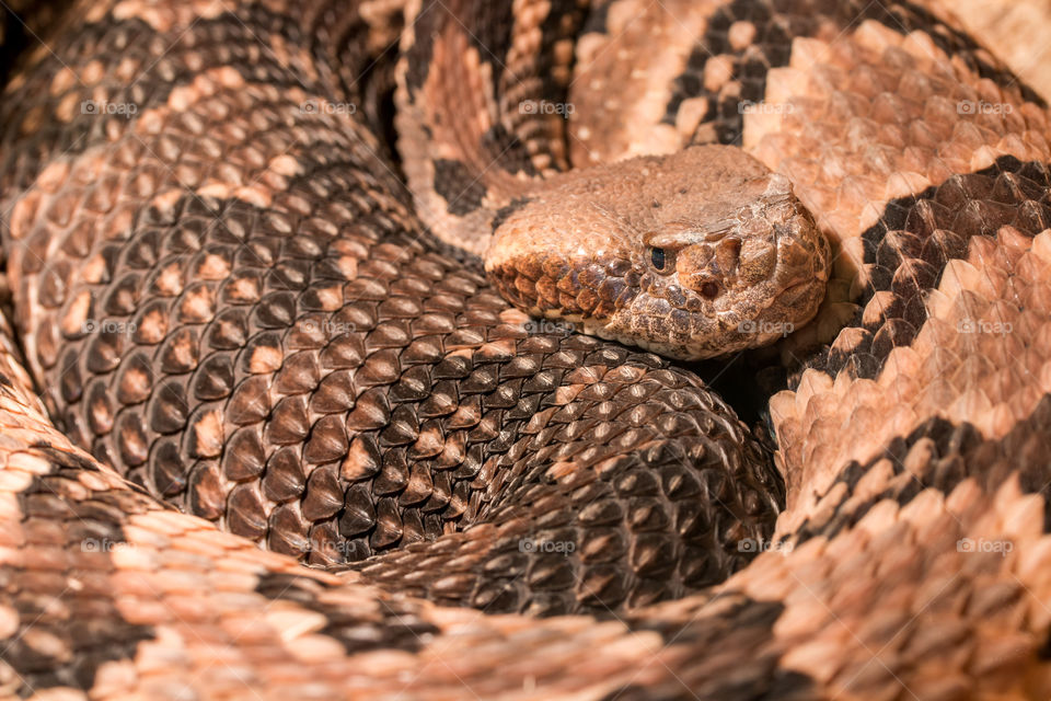 snake in terrarium