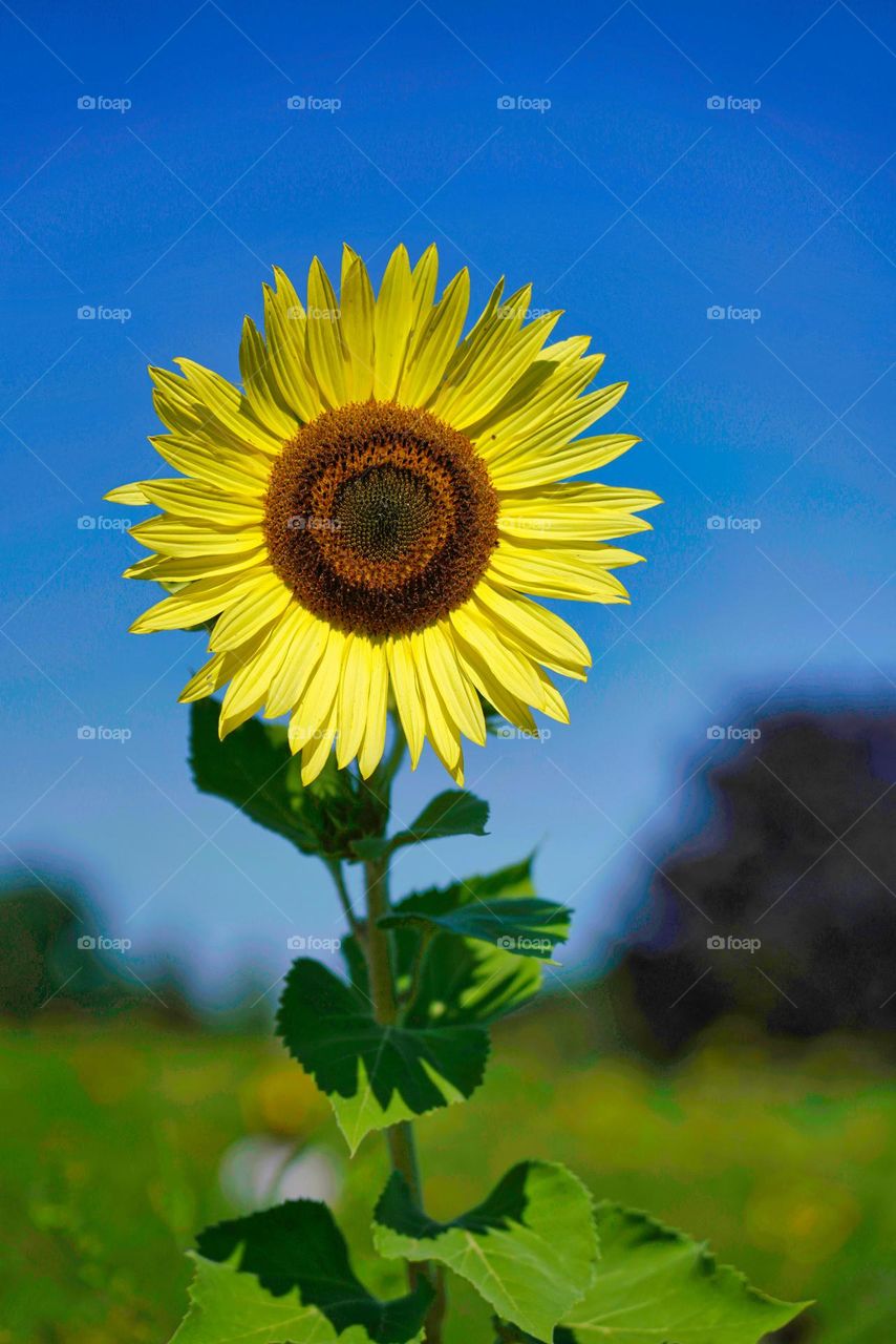 sunflower