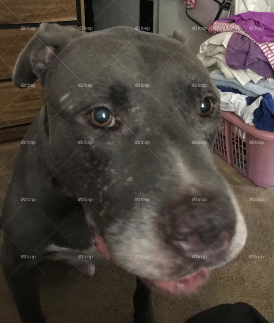 A close-up view of a pitt bull named Grayson. A handsome dog he truly is.