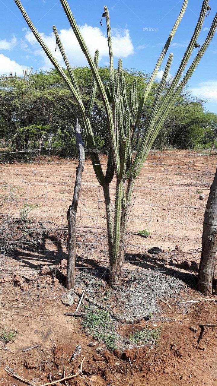 cactus in jamaica