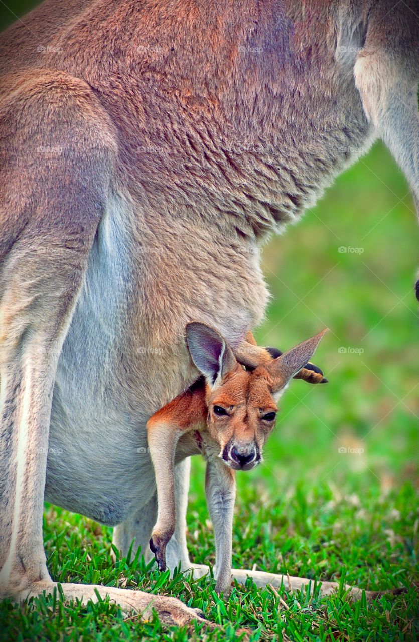 Joey looks out on the world from the security of his mother’s pouch.